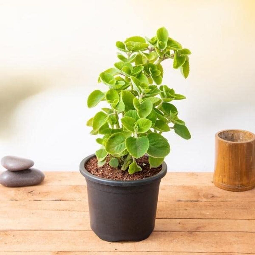 Mexican Mint, Patharchur, Ajwain Leaves - Plant