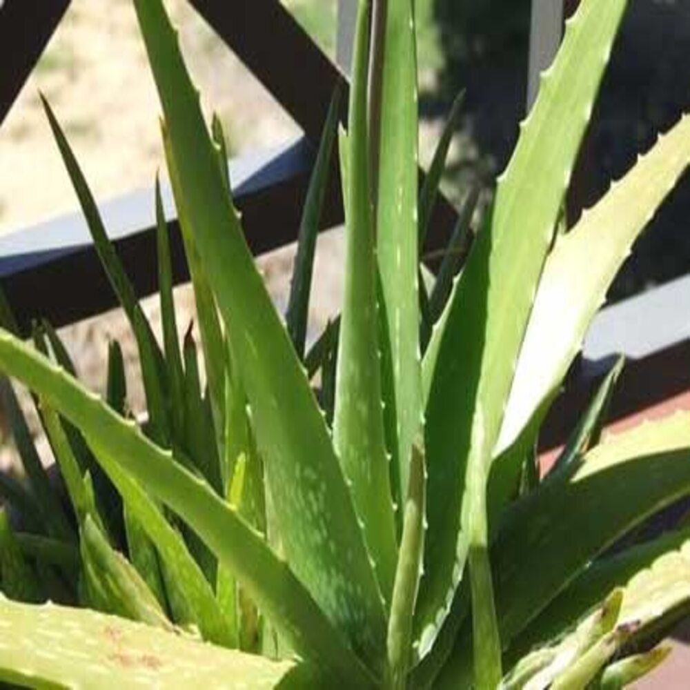 Puspita Nursery Aloe Vera Succulent Plant