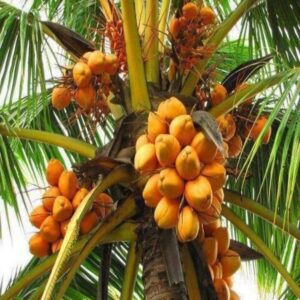 Puspita Nursery Golden Coconut , Nariyal Tree Plant