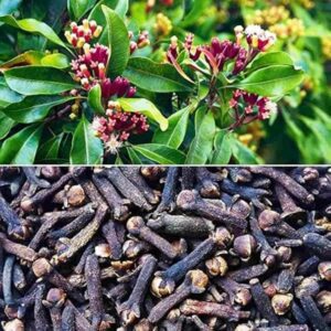 Puspita Nursrey Cloves Plant