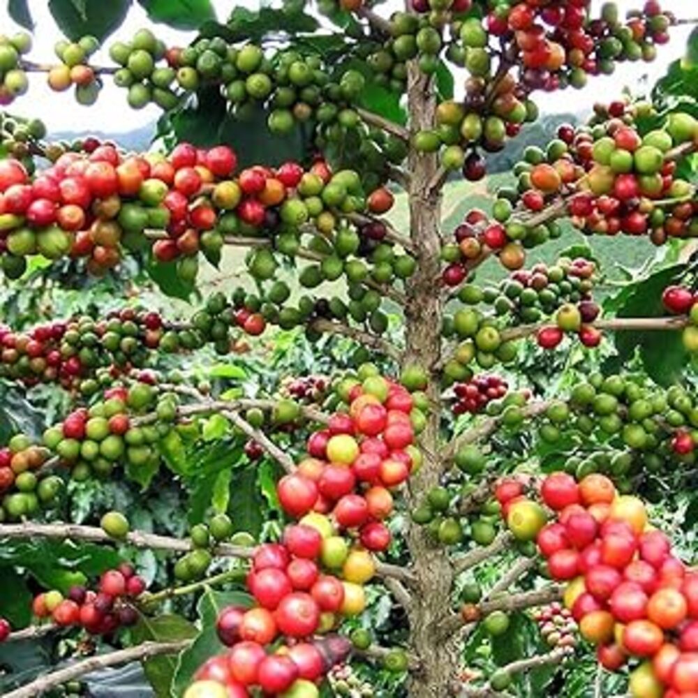 Puspita Nursery Live Coffee Plant - Image 2