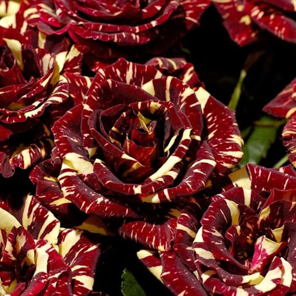 Puspita Nursery Live Abracadabra Rose Healthy Hybrid (Grafted) Live plant - Image 2