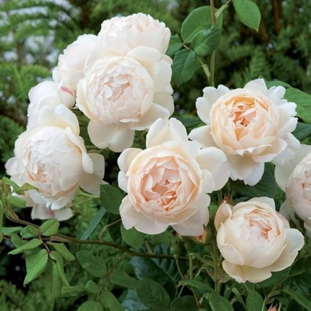 Miniature Rose Button Rose (White) - Plant - Image 2