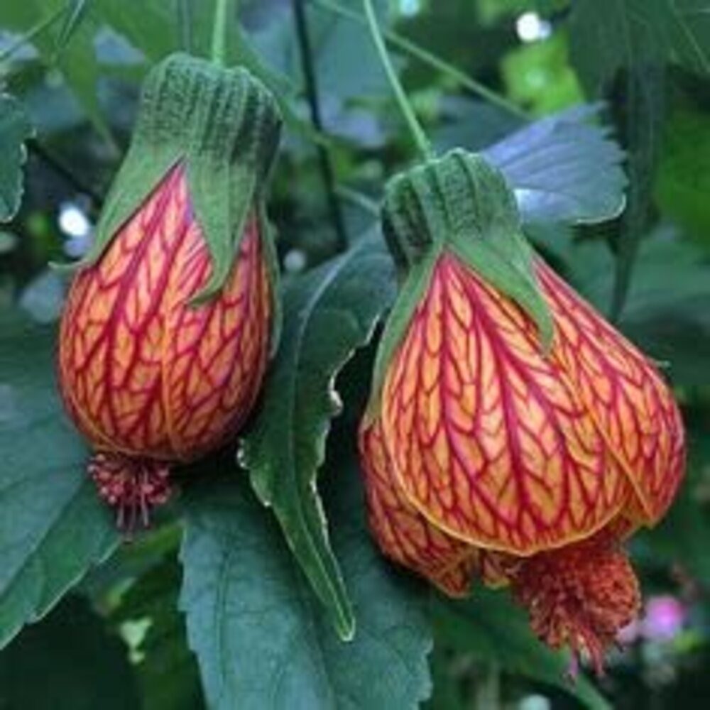 Puspita Nursery All Time Lanthan Hibiscus Flower Plant Special Variety - Image 2