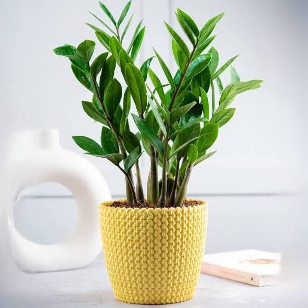 Puspita Nursery ZZ Plant, Zamia Air Purifer Plant With Pot (Zamioculcas Zamiifolia)
