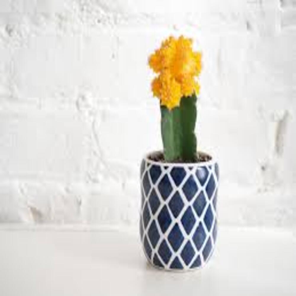 Puspita_Nursery Moon Cactus Grafted Neon Cacti Hibotan Indoor Plant with Live Yellow Flower - Image 2