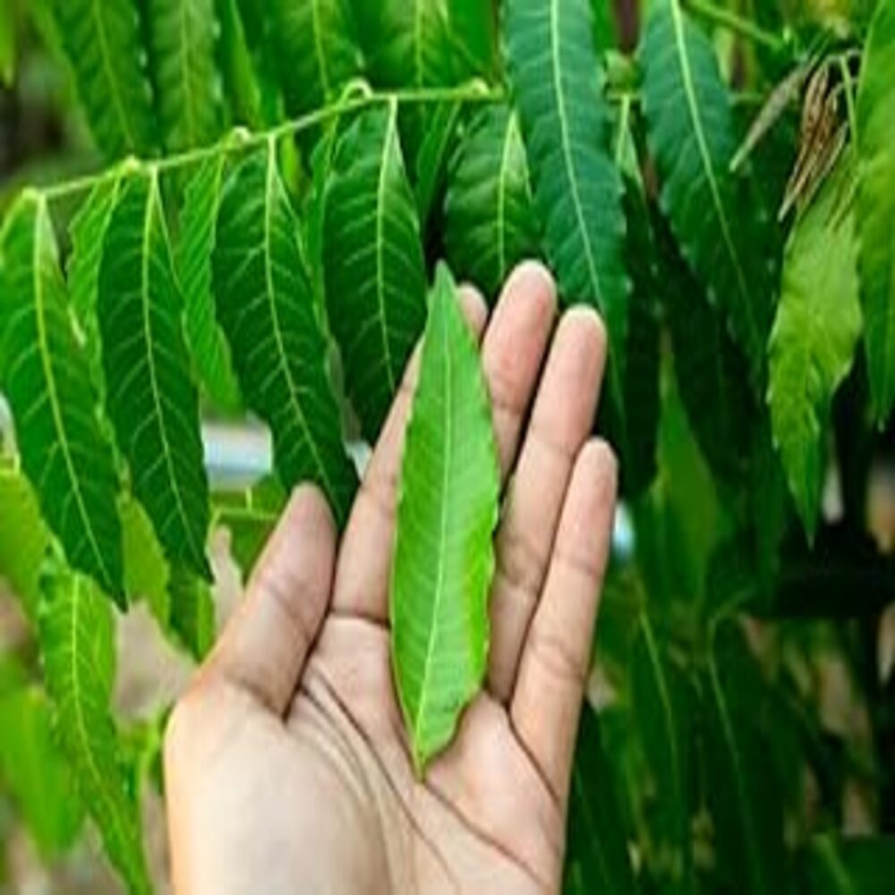 Puspita Nursery Neem Tree, Azadirachta Indica Live Plant - Image 2
