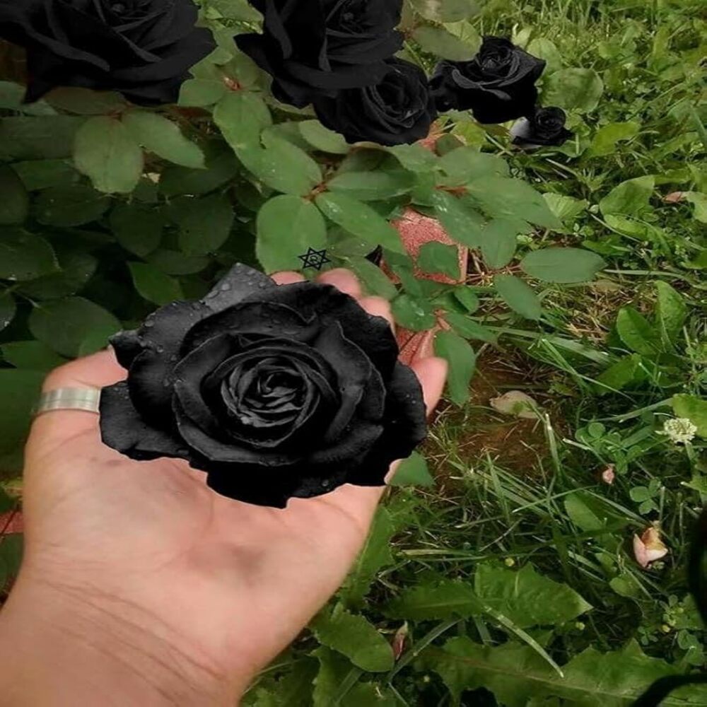 Puspita Nursery Hybrid Black Rose Flower Plant - Image 2