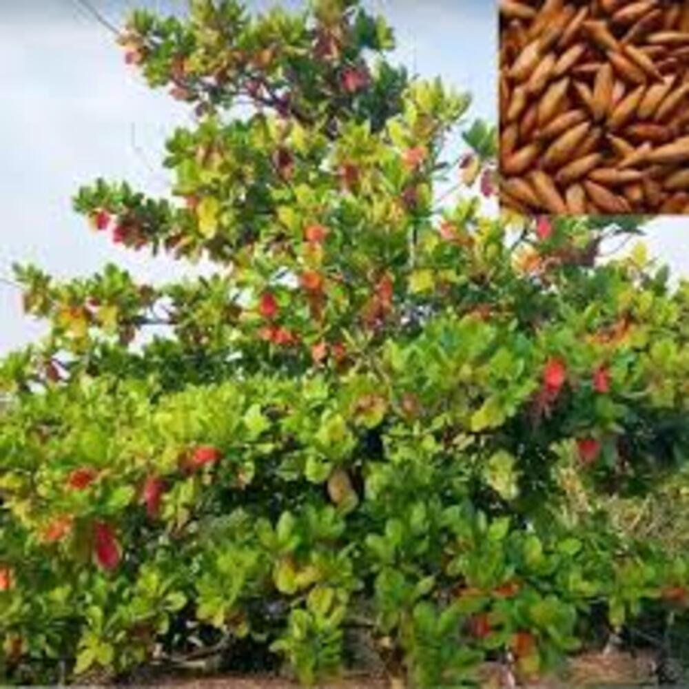 Badam Tree, Indian Almond Tree, Terminalia Catappa - Plant - Image 2