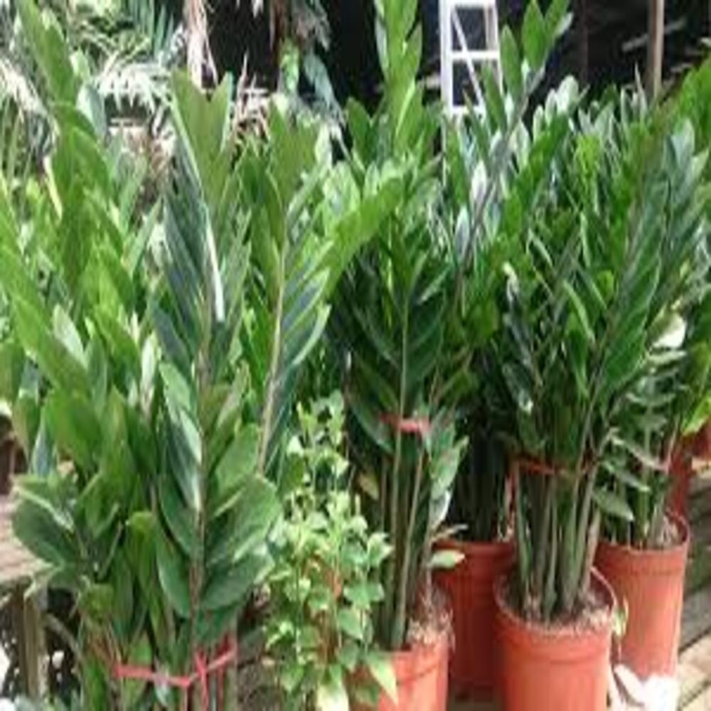 Puspita Nursery ZZ Plant, Zamia Air Purifer Plant With Pot (Zamioculcas Zamiifolia) - Image 3