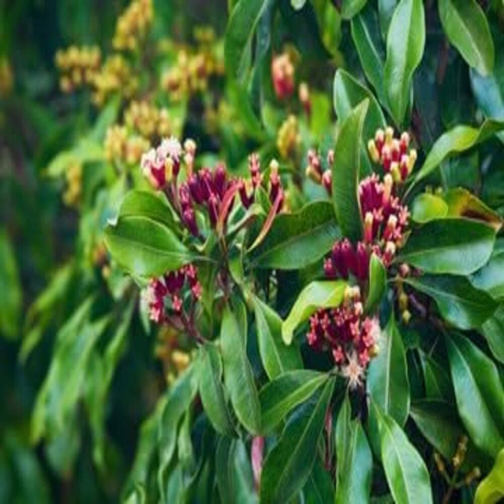 Puspita Nursrey Cloves Plant - Image 3