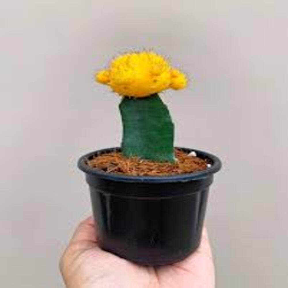 Puspita_Nursery Moon Cactus Grafted Neon Cacti Hibotan Indoor Plant with Live Yellow Flower - Image 3