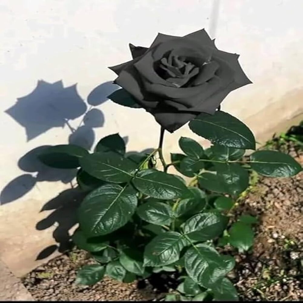 Puspita Nursery Hybrid Black Rose Flower Plant - Image 3