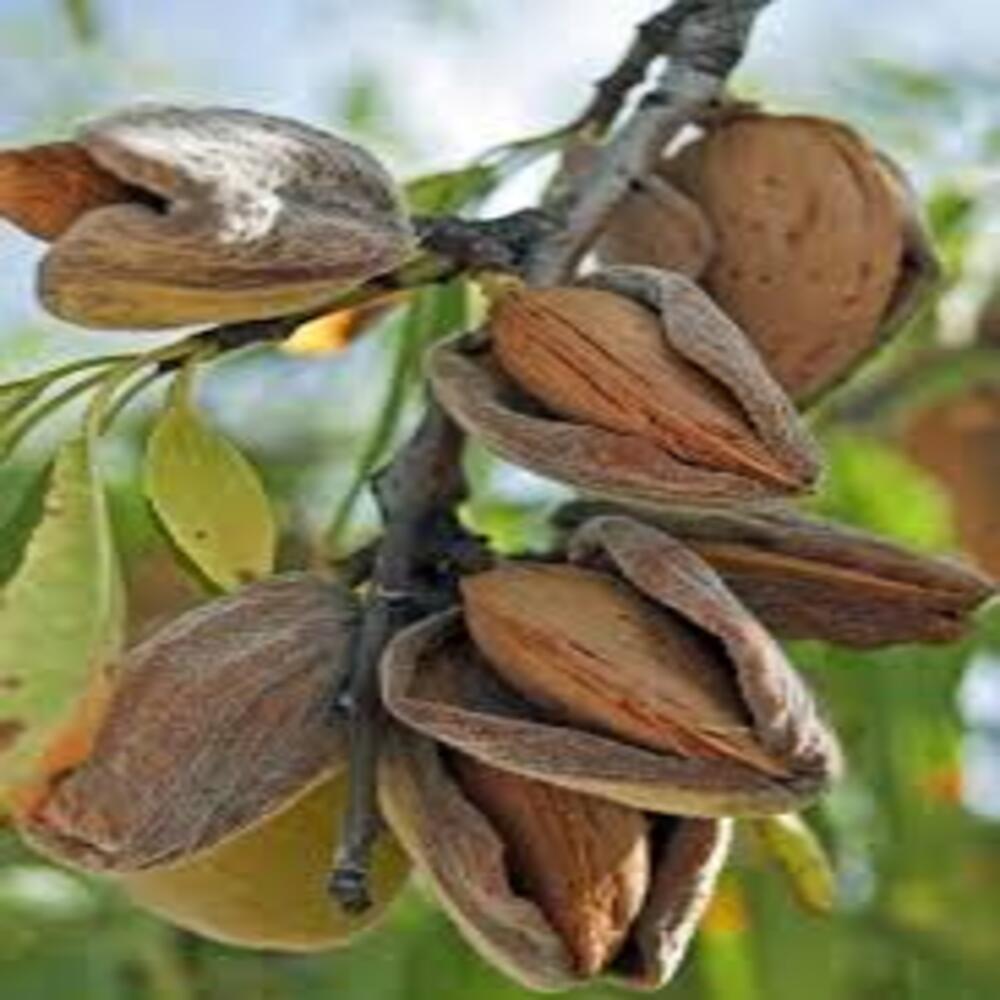 Badam Tree, Indian Almond Tree, Terminalia Catappa - Plant - Image 3