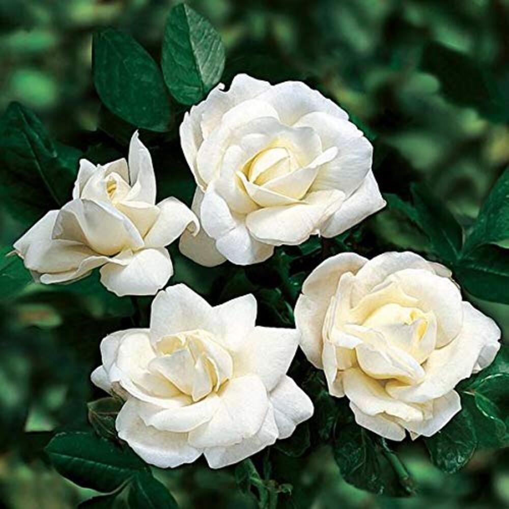 Miniature Rose Button Rose (White) - Plant - Image 3