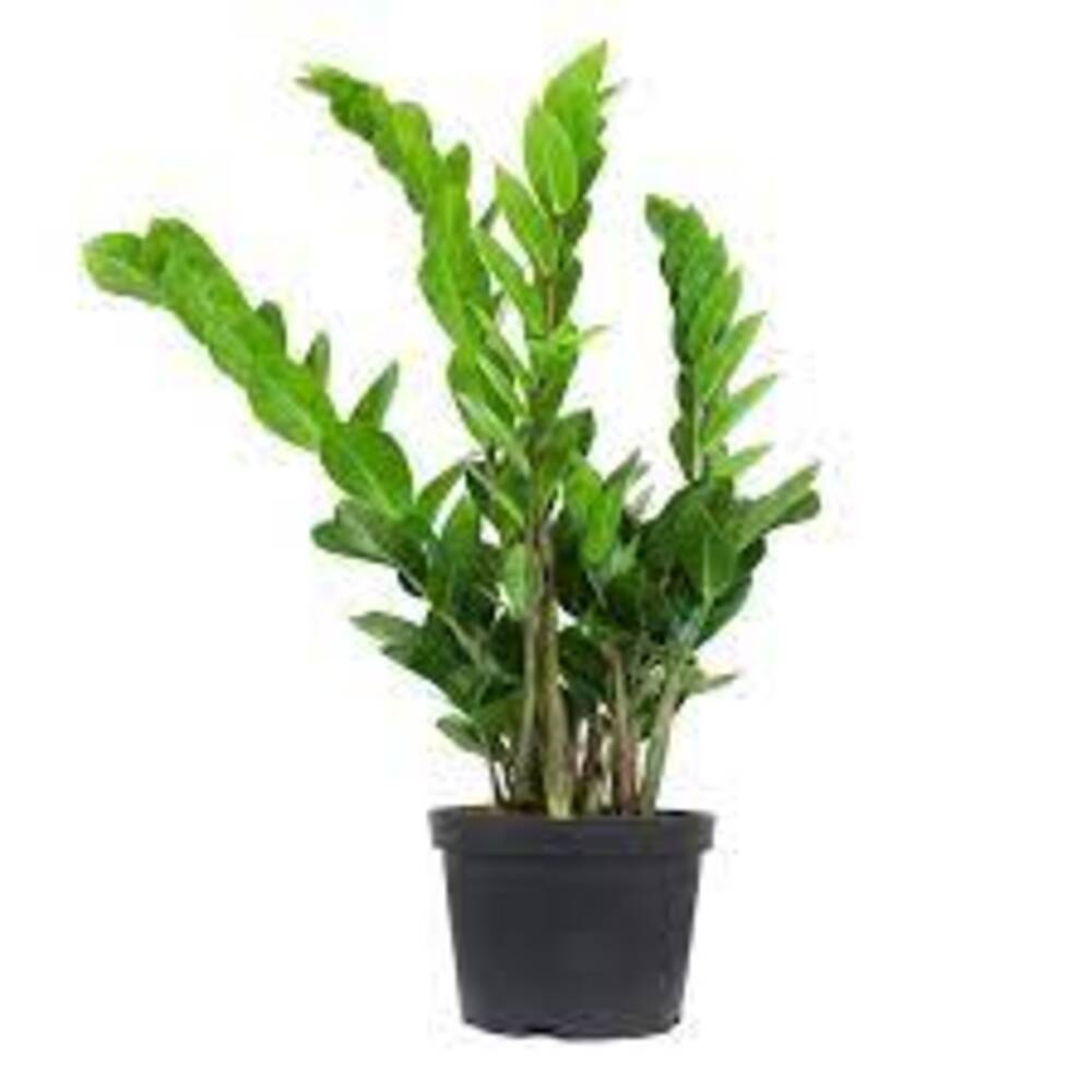 Puspita Nursery ZZ Plant, Zamia Air Purifer Plant With Pot (Zamioculcas Zamiifolia) - Image 4