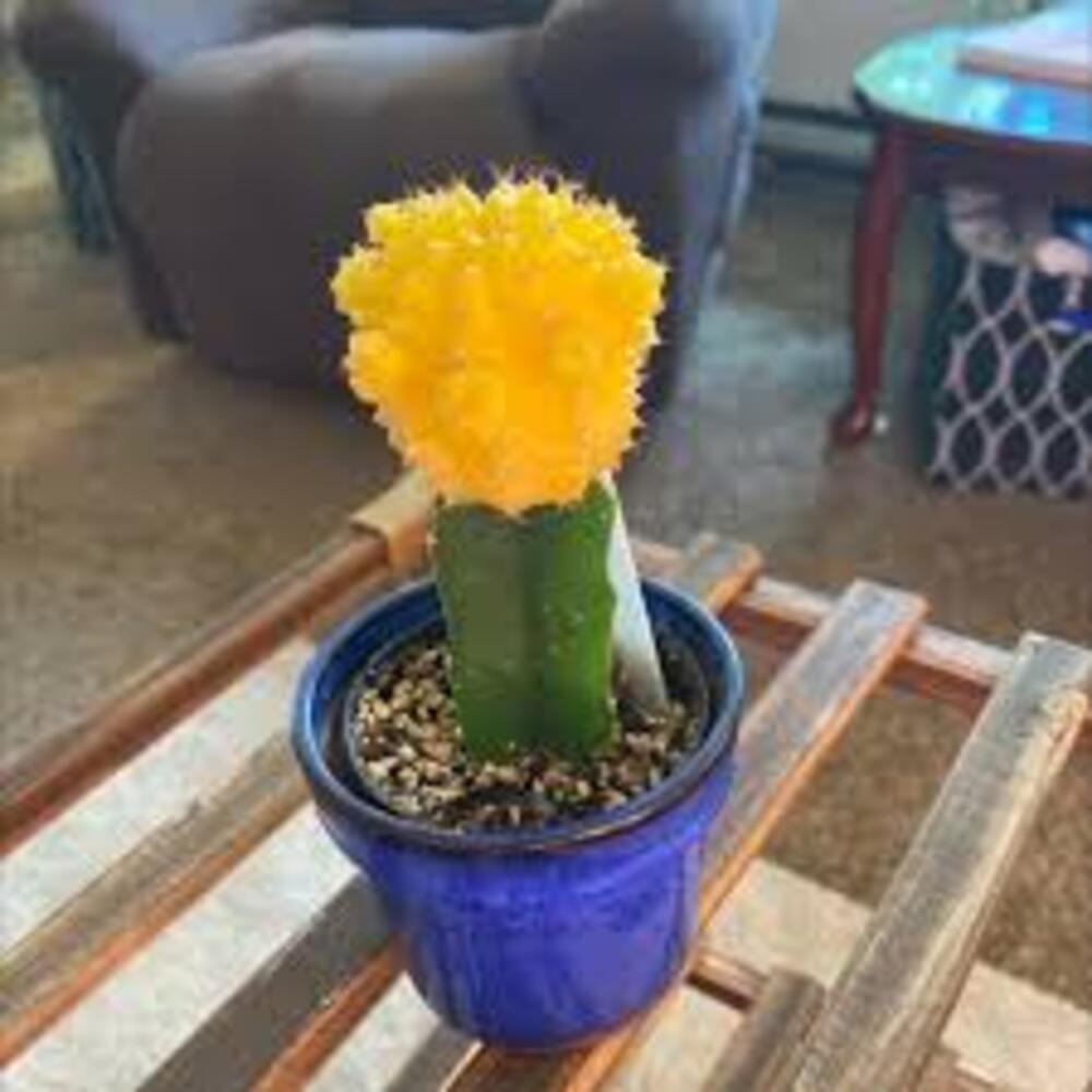 Puspita_Nursery Moon Cactus Grafted Neon Cacti Hibotan Indoor Plant with Live Yellow Flower - Image 4