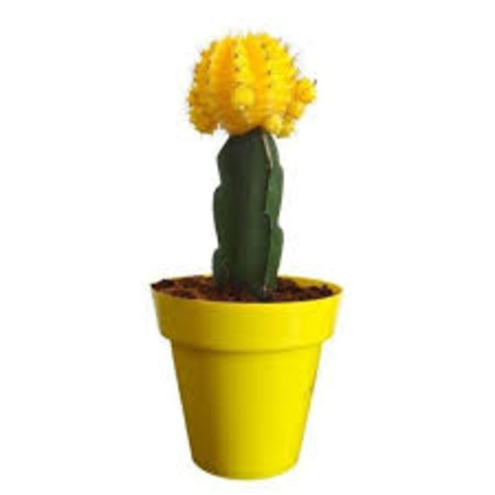 Puspita_Nursery Moon Cactus Grafted Neon Cacti Hibotan Indoor Plant with Live Yellow Flower - Image 5