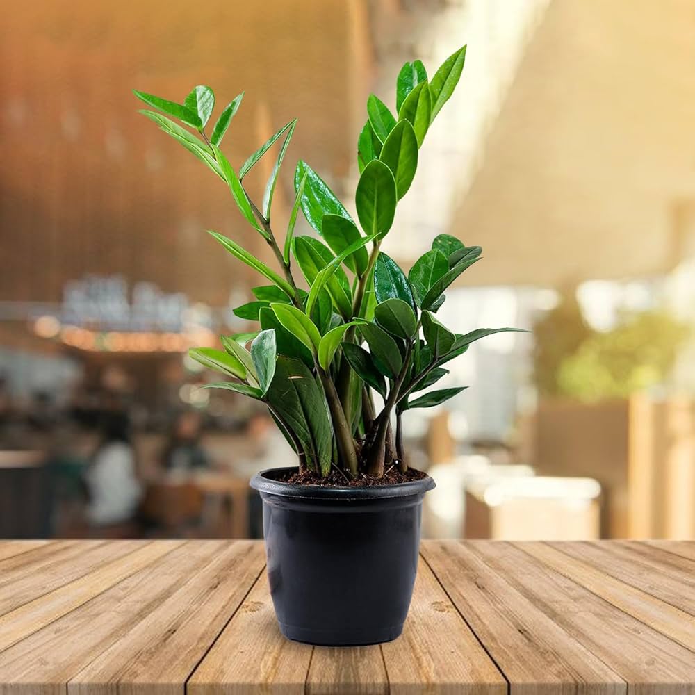 Puspita Nursery ZZ Plant, Zamia Air Purifer Plant With Pot (Zamioculcas Zamiifolia) - Image 5