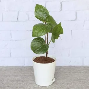 betel leaf plant for sale  Puspita Nursery