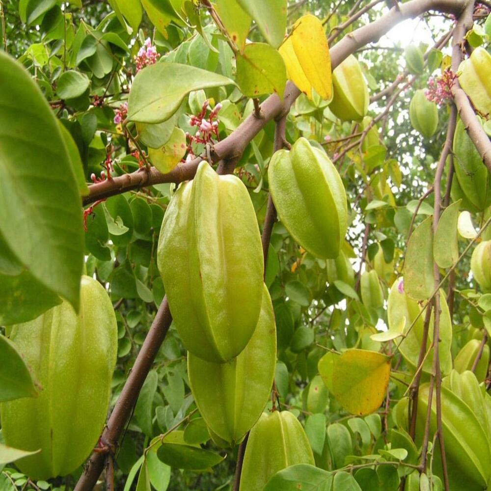 Puspita Nursery Thai Star Fruit Sweet Kamrakh Ornamental Foliage (Healthy) Live Plant