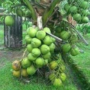 Puspita Nursery Malaysian Green Coconut Plant - Live Tropical Tree for Fresh Coconut Water