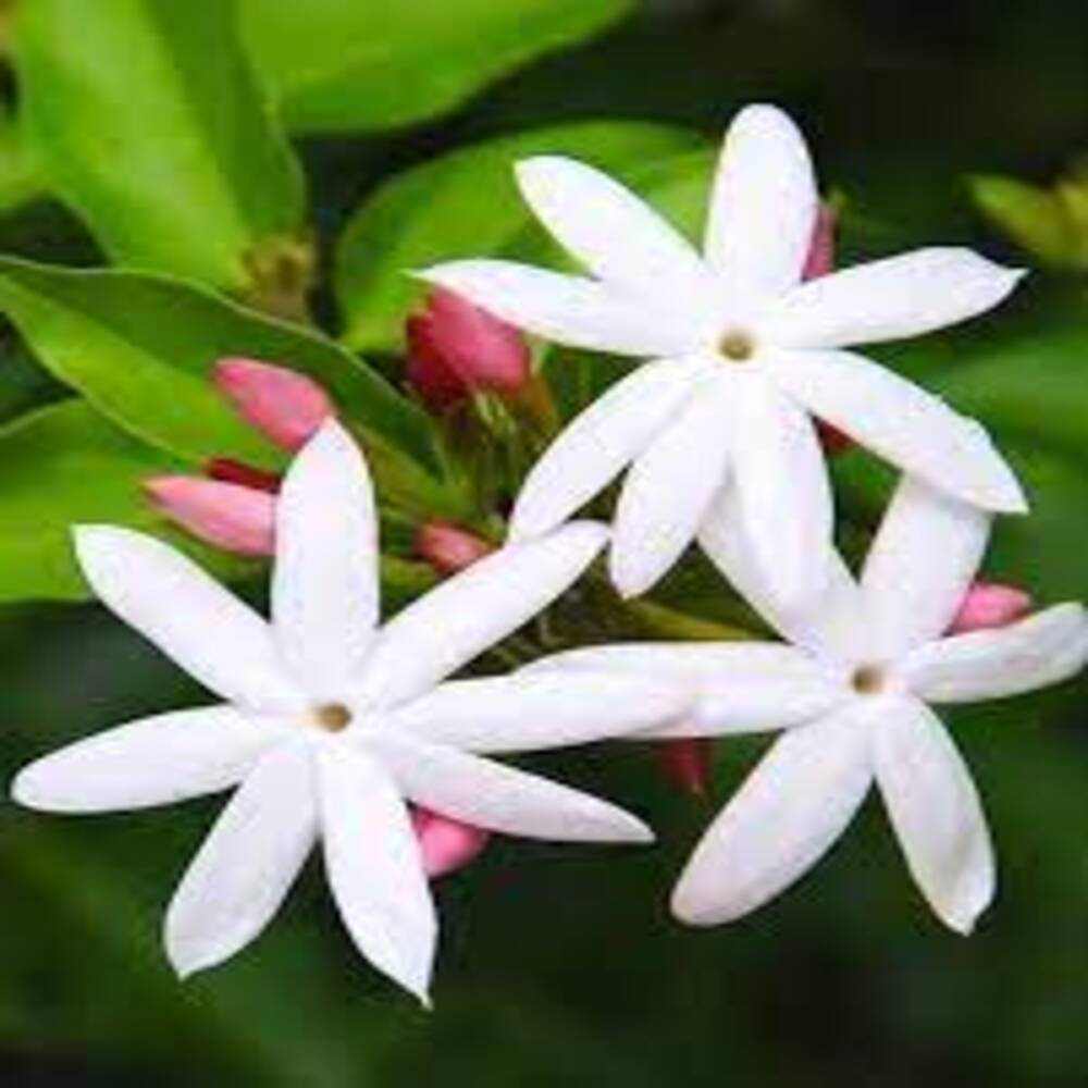 Puspita Nursery Star Jasmine Vine Plant for Fragrant Flowers and Home Gardens - Image 2