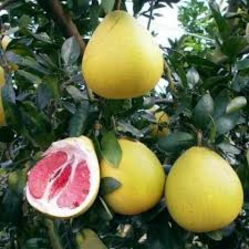 Puspita Nursery Batabi Lemon Plant, Fresh Citrus Tree for Home Garden - Image 2