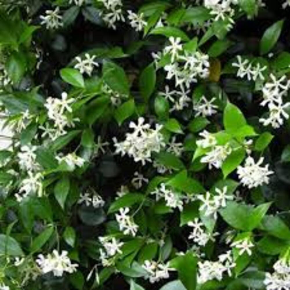 Puspita Nursery Star Jasmine Vine Plant for Fragrant Flowers and Home Gardens - Image 3