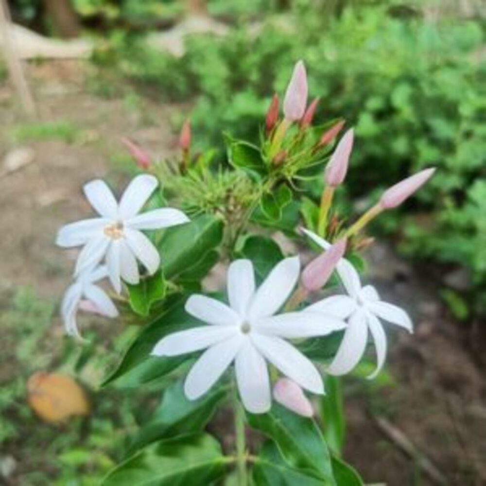 Puspita Nursery Star Jasmine Vine Plant for Fragrant Flowers and Home Gardens - Image 4