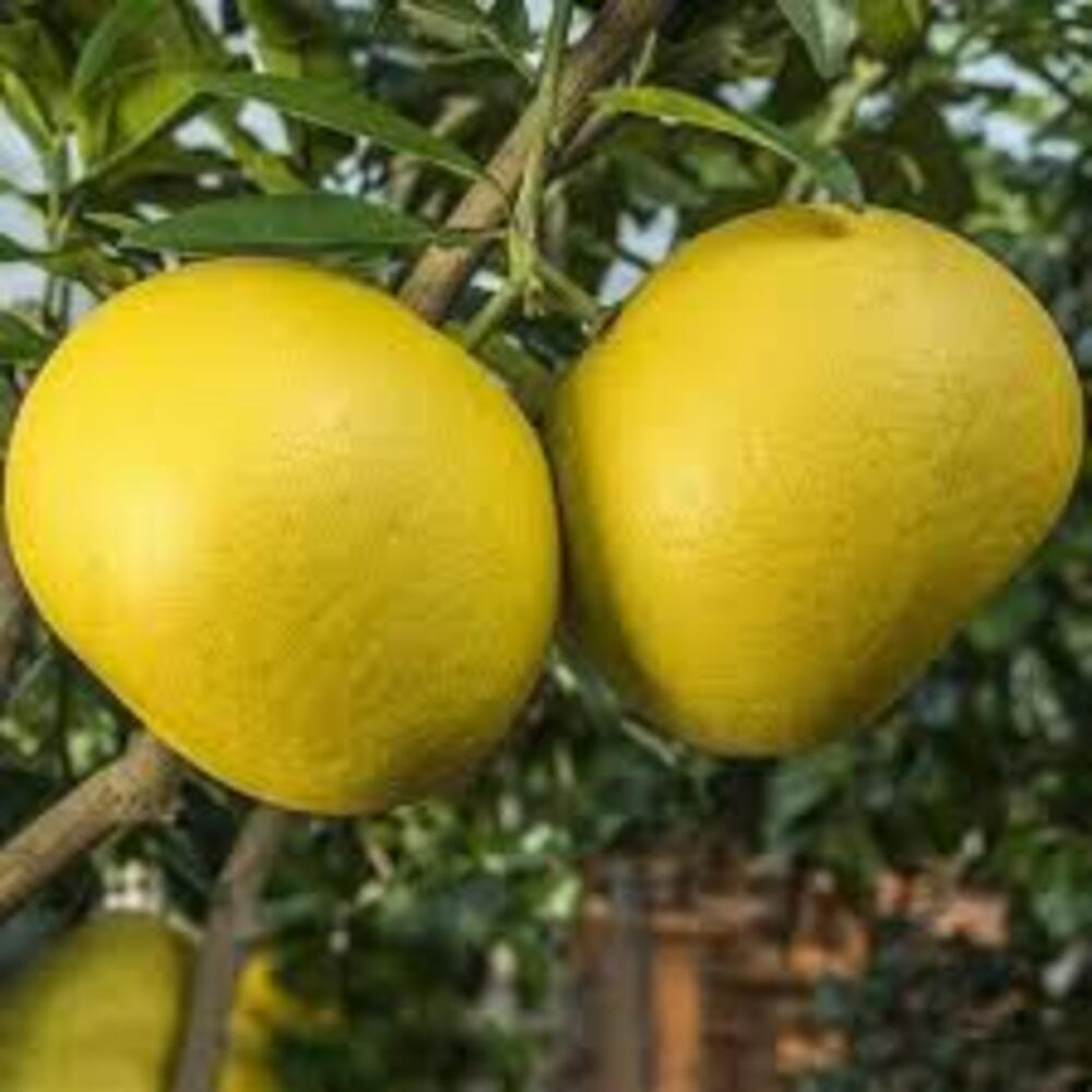 Puspita Nursery Batabi Lemon Plant, Fresh Citrus Tree for Home Garden - Image 4