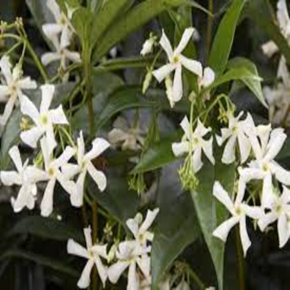Puspita Nursery Star Jasmine Vine Plant for Fragrant Flowers and Home Gardens - Image 5