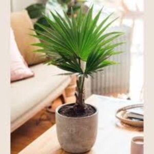 Puspita Nursery "Chinese Fan Palm – Lush, Tropical Indoor Palm Tree with Fan-Shaped Leaves