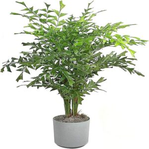 Puspita Nursery "Fishtail Palm – Unique Tropical Indoor Houseplant with Distinctive Fishtail-Like Leaves | Low Maintenance, Air-Purifying
