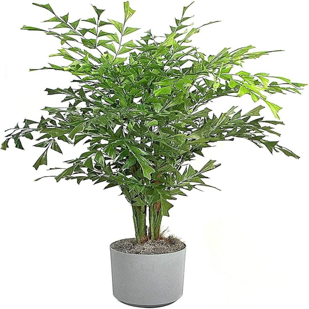 Puspita Nursery "Fishtail Palm – Unique Tropical Indoor Houseplant with Distinctive Fishtail-Like Leaves | Low Maintenance, Air-Purifying