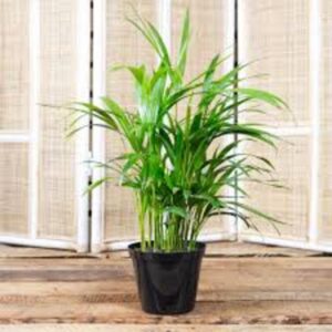 Puspita Nursery "Bamboo Palm – Lush Indoor Houseplant with Elegant, Bamboo-Like Stems
