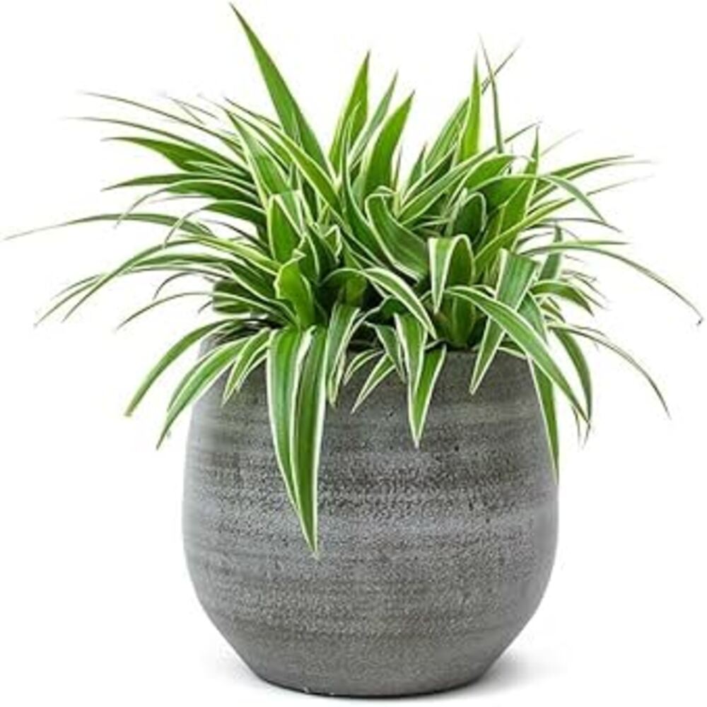 Puspita Nursery "Ocean Spider Plant – Vibrant Green and White Indoor Houseplant - Image 2