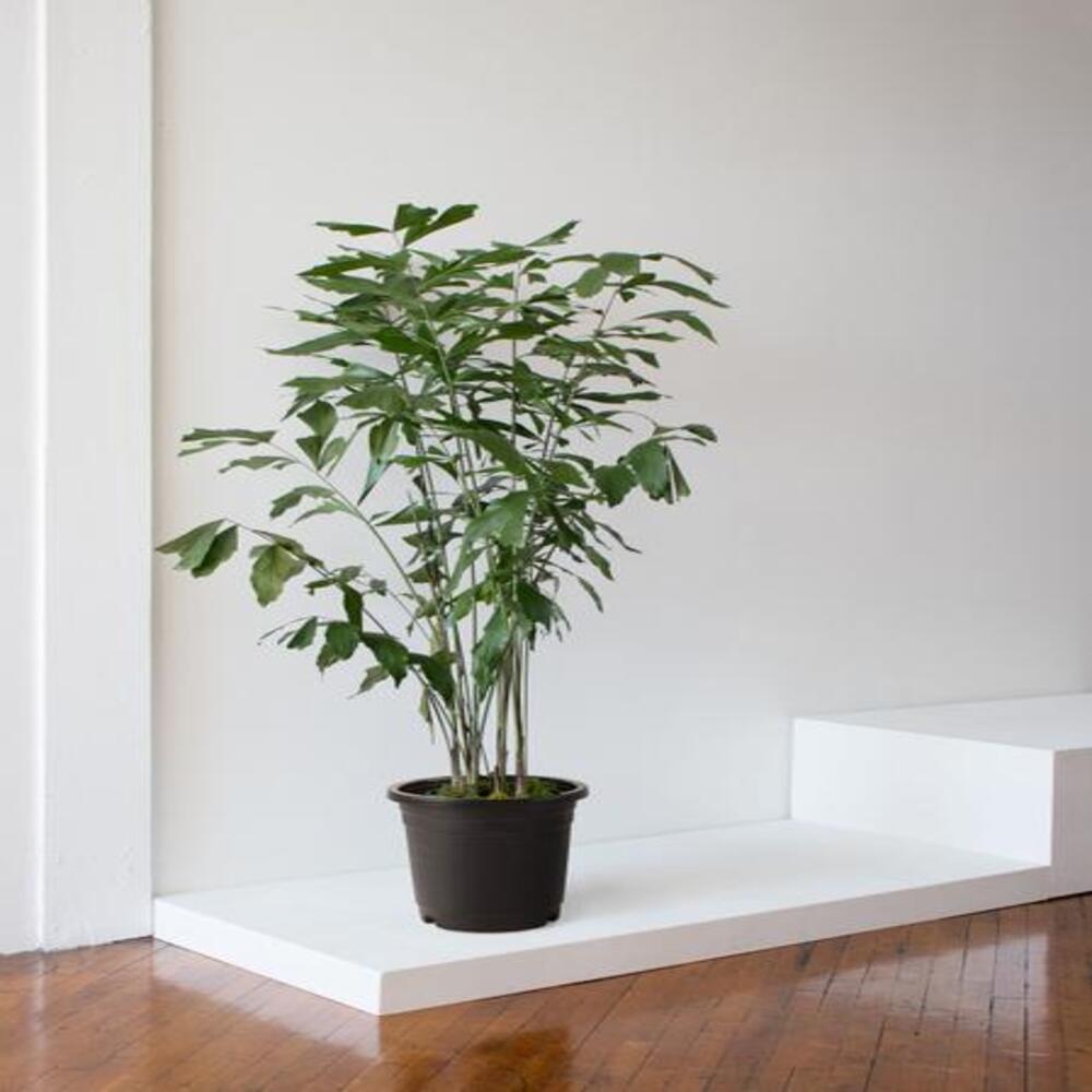 Puspita Nursery "Fishtail Palm – Unique Tropical Indoor Houseplant with Distinctive Fishtail-Like Leaves | Low Maintenance, Air-Purifying - Image 2