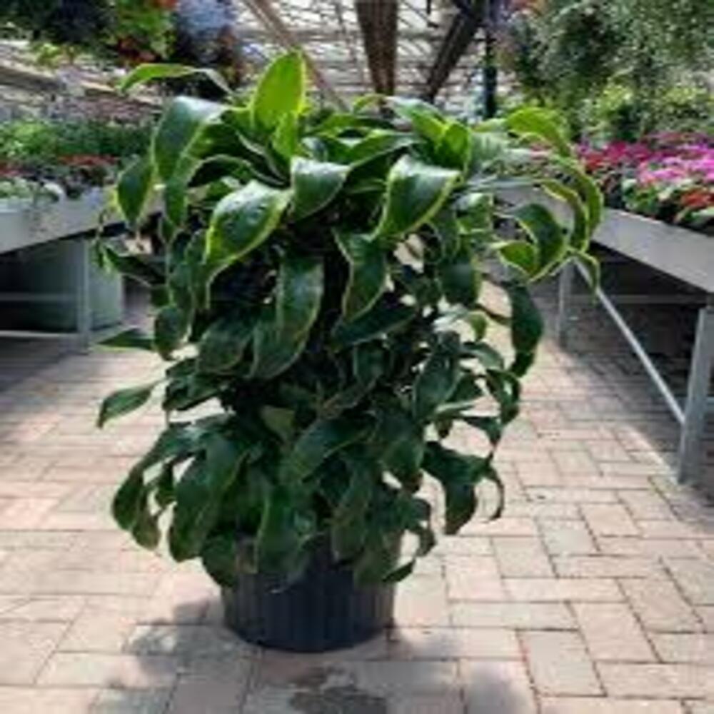 Puspita Nursery "Dorado Dracaena – Low Maintenance Indoor Plant for Home & Office Decor" - Image 2