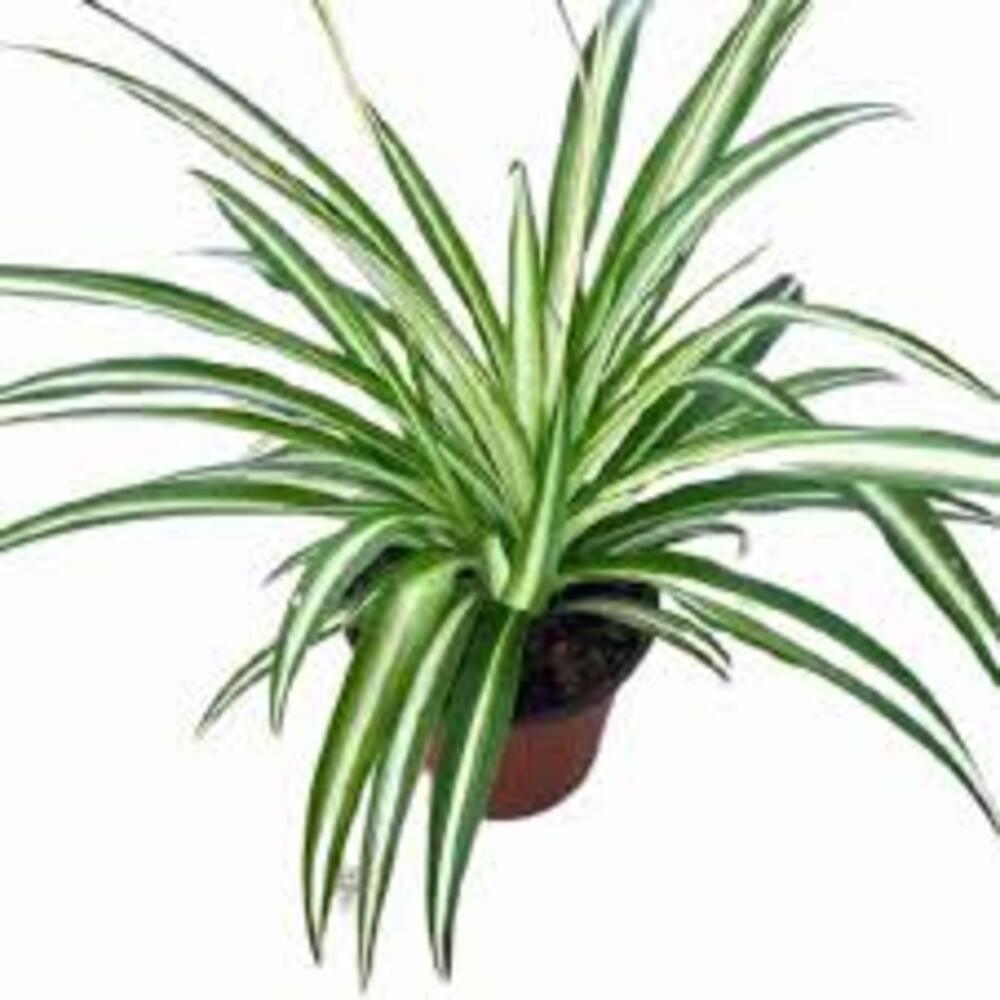 Puspita Nursery "Ocean Spider Plant – Vibrant Green and White Indoor Houseplant - Image 3