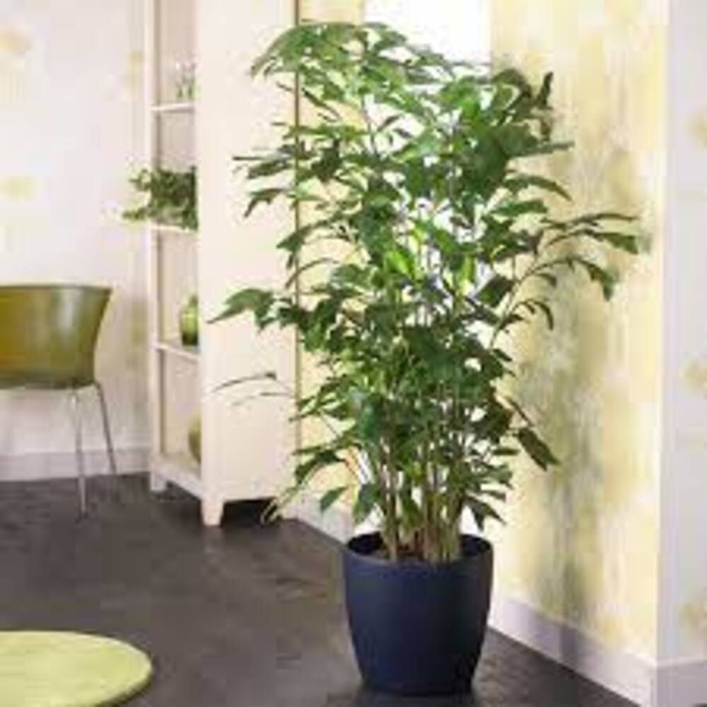 Puspita Nursery "Fishtail Palm – Unique Tropical Indoor Houseplant with Distinctive Fishtail-Like Leaves | Low Maintenance, Air-Purifying - Image 3