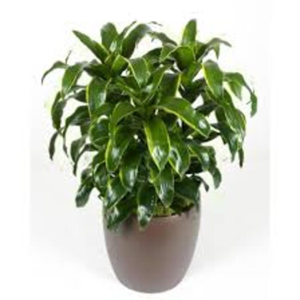 Puspita Nursery "Dorado Dracaena – Low Maintenance Indoor Plant for Home & Office Decor" - Image 3