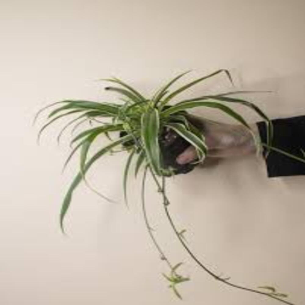 Puspita Nursery "Ocean Spider Plant – Vibrant Green and White Indoor Houseplant - Image 4