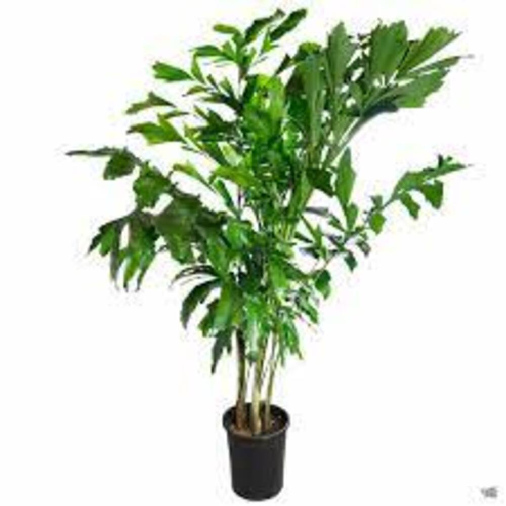 Puspita Nursery "Fishtail Palm – Unique Tropical Indoor Houseplant with Distinctive Fishtail-Like Leaves | Low Maintenance, Air-Purifying - Image 4