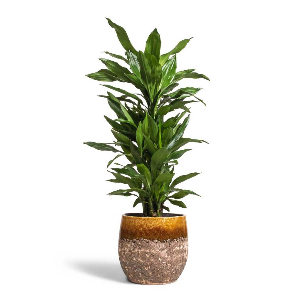 Puspita Nursery "Dorado Dracaena – Low Maintenance Indoor Plant for Home & Office Decor" - Image 4