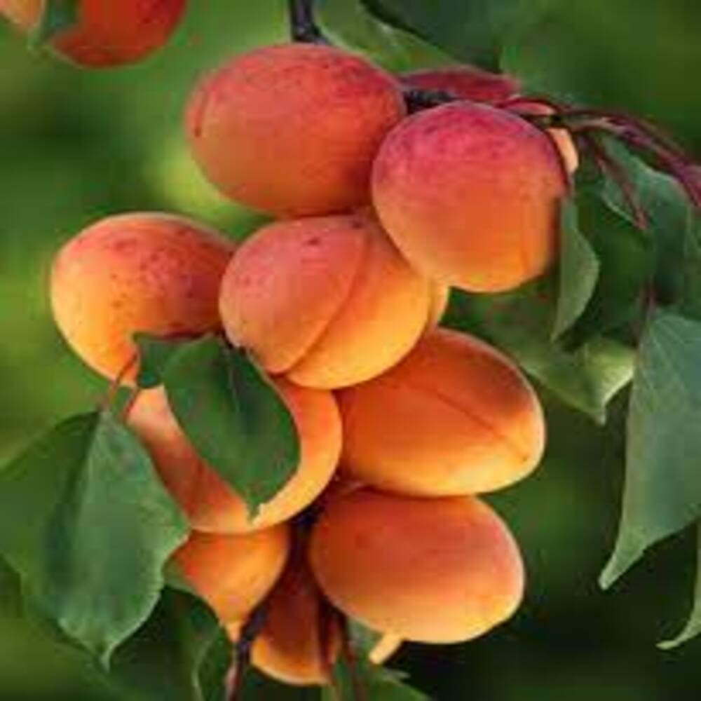 Puspita Nursery Apricot Fruit Plant - Image 4