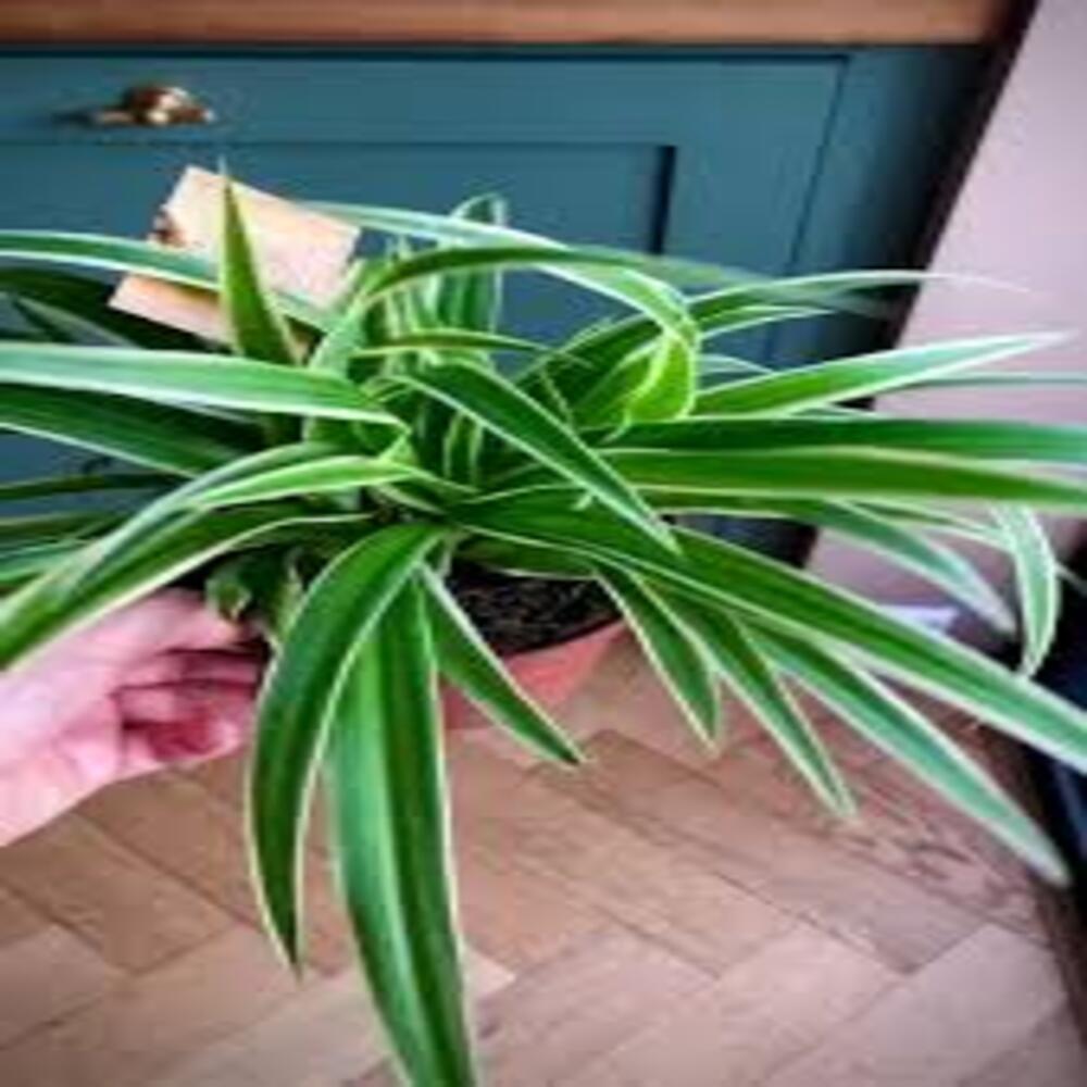 Puspita Nursery "Ocean Spider Plant – Vibrant Green and White Indoor Houseplant - Image 5