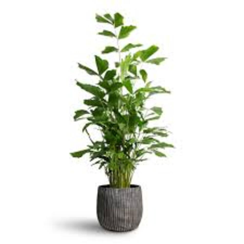 Puspita Nursery "Fishtail Palm – Unique Tropical Indoor Houseplant with Distinctive Fishtail-Like Leaves | Low Maintenance, Air-Purifying - Image 5
