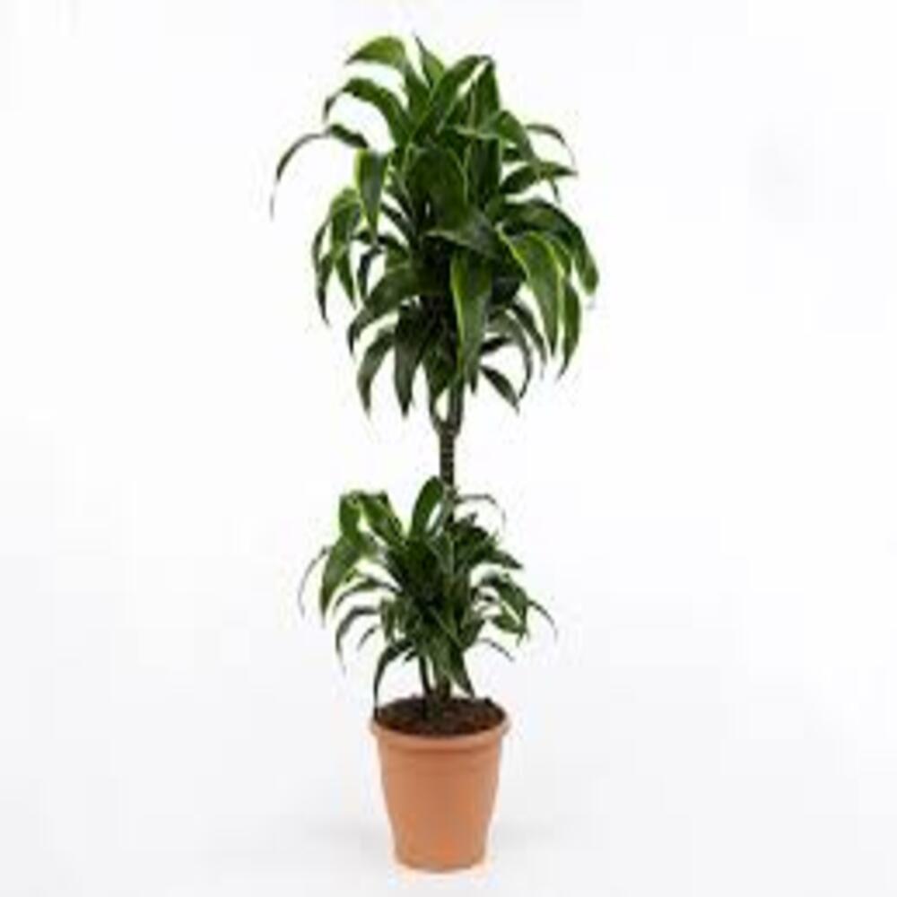 Puspita Nursery "Dorado Dracaena – Low Maintenance Indoor Plant for Home & Office Decor" - Image 5