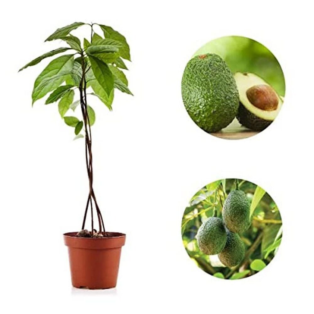 Puspita Nursery’s Exclusive: Rare Dwarf Hass Avocado Plant for Small Gardens - Image 2